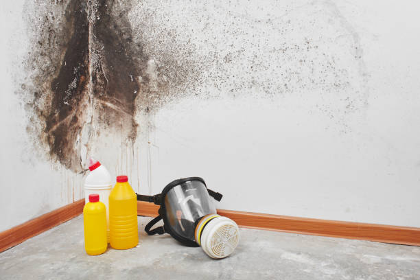 Best Home Mold Removal  in Van Horn, TX