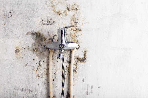 Best Mold Testing  in Van Horn, TX