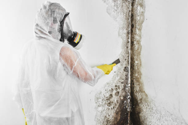 Best Mold Removal Company Near Me  in Van Horn, TX