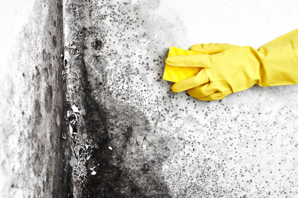 Certified Mold Removal in Van Horn, TX