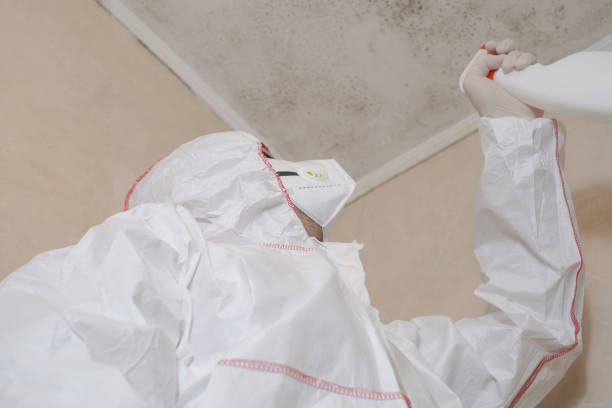 Attic Mold Removal in Van Horn, TX