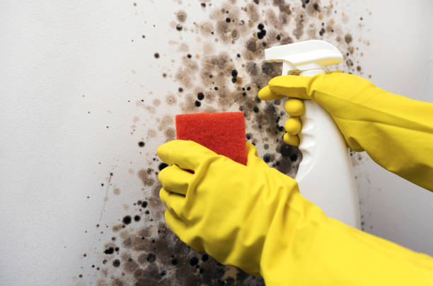 Best Attic Mold Removal  in Van Horn, TX