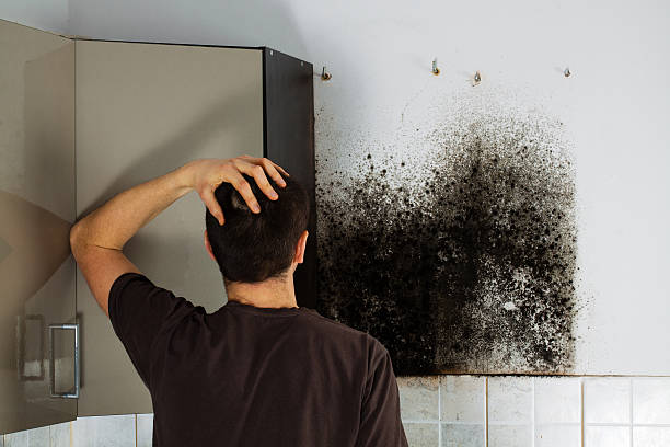 Best Fast Mold Removal  in Van Horn, TX